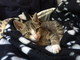 Ventimiglia: un bellissimo gattino di due mesi cerca una famiglia che lo adotti