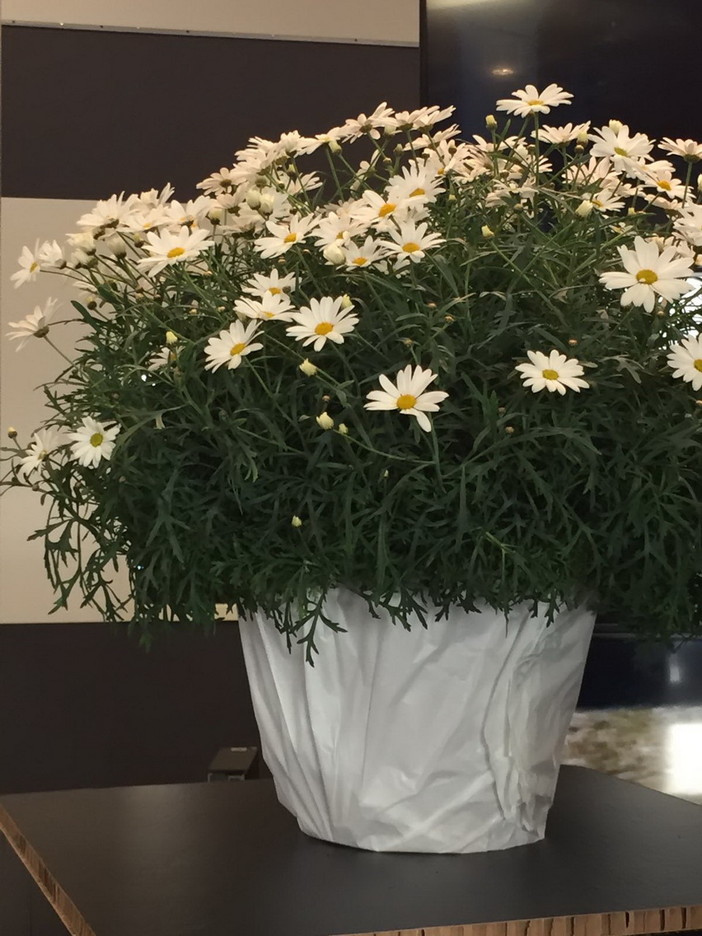 Coldiretti: Margherita Itala, fioriscono le speranze degli agricoltori Coldiretti: Margherita Itala, fioriscono le speranze degli agricoltori