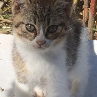 Sanremo: i gattini Micetto e Micetta nei giorni scorsi sono stati adottati Sanremo: i gattini Micetto e Micetta nei giorni scorsi sono stati adottati