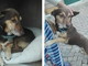 Sanremo: il cagnolino Milo cerca urgentemente una nuova casa Sanremo: il cagnolino Milo cerca urgentemente una nuova casa