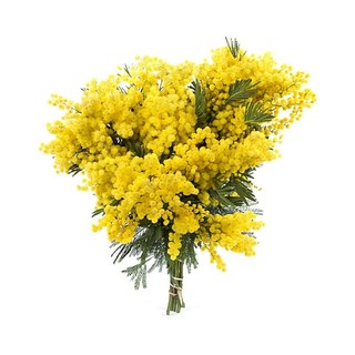 8 marzo, Coldiretti Liguria celebra le donne tra solidarietà e territorio: mimose a Casa Rachele e al mercato di Bordighera