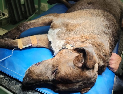 Ospedaletti, viene aggredito da un cinghiale: meticcio salvato da Ambulanze Veterinarie Odv Ospedaletti, viene aggredito da un cinghiale: meticcio salvato da Ambulanze Veterinarie Odv