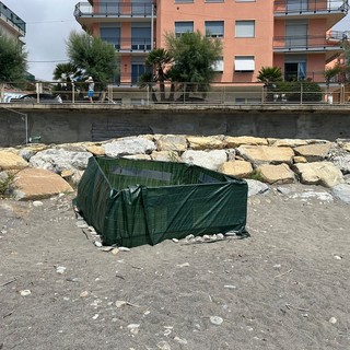 Nidi di tartaruga marina: Piana e Giampedrone “La Regione stanzia 84mila euro per tutelarli” Nidi di tartaruga marina: Piana e Giampedrone “La Regione stanzia 84mila euro per tutelarli”