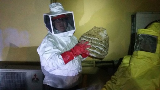Imperia: vespa velutina, nuovo intervento della Protezione Civile nella notte a Caramagna per un grosso nido (Foto)