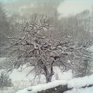 Entroterra: la foto di un lettore del Colle di Nava imbiancato dai fiocchi di neve Entroterra: la foto di un lettore del Colle di Nava imbiancato dai fiocchi di neve
