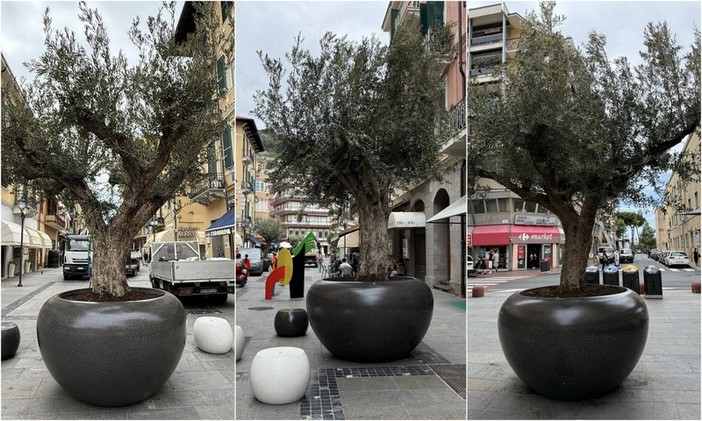 Ventimiglia, nuovo arredo urbano in via Ruffini: spuntano gli ulivi (Foto) Ventimiglia, nuovo arredo urbano in via Ruffini: spuntano gli ulivi (Foto)