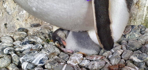 Fiocco rosa all'acquario di Genova, sono nati quattro pinguini: un 'Papua' e tre 'Magellano' (foto e video) Fiocco rosa all'acquario di Genova, sono nati quattro pinguini: un 'Papua' e tre 'Magellano' (foto e video)