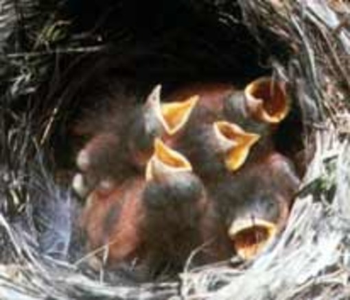 Imperia: i consigli di LAV e LIPU quando si trovano dei nidiacei caduti dal nido