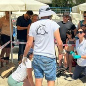 Tartarughe marine sulle spiagge di Taggia, nuove regole per gli stabilimenti: reti sollevate di almeno 50 centimetri da terra