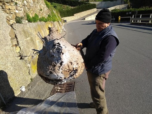 Sanremo: rimosso un enorme nido di vespa velutina ormai inoffensivo, alcune indicazioni in caso di un altro avvistamento
