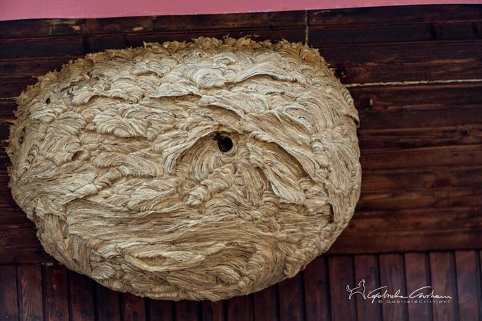 Vespa Velutina, Vice Presidente Alessandro Piana: "Rilanciamo azioni di contrasto”