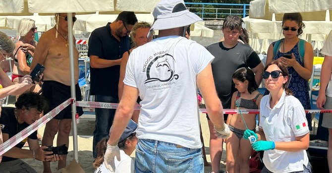 Tartarughe marine sulle spiagge di Taggia, nuove regole per gli stabilimenti: reti sollevate di almeno 50 centimetri da terra