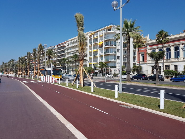 Nizza pianta nuove palme sulla promenade des Anglais e inizia la campagna di lotta tutta Bio contro il punteruolo rosso