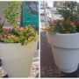 Vallecrosia al Mare, decoro urbano e valorizzazione degli spazi pubblici: spuntano nuove fioriere (Foto) Vallecrosia al Mare, decoro urbano e valorizzazione degli spazi pubblici: spuntano nuove fioriere (Foto)