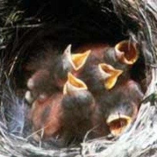 Imperia: i consigli di LAV e LIPU quando si trovano dei nidiacei caduti dal nido