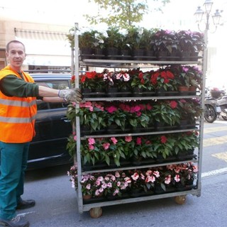 Sanremo: in questi giorni, duemila nuovi fiori nelle aiuole di corso Garibaldi e piazza Colombo Sanremo: in questi giorni, duemila nuovi fiori nelle aiuole di corso Garibaldi e piazza Colombo