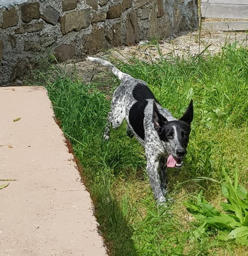 Sanremo: Nala una cucciola di sei mesi ha bisogno anche lei di una famiglia