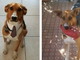 Sanremo: il cagnolino Nik ha bisogno di una nuova famiglia