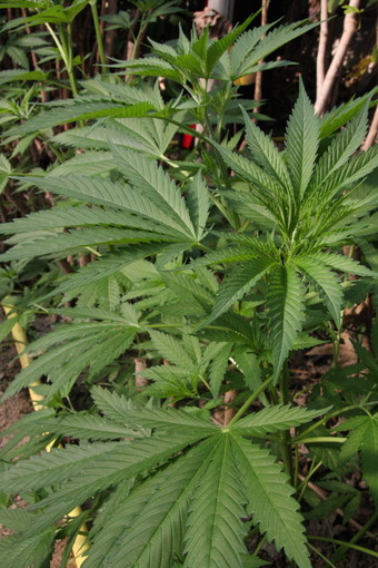 Sanremo: goliardata in piazza Colombo, anche una piantina di marijuana nel 'restyling' Sanremo: goliardata in piazza Colombo, anche una piantina di marijuana nel 'restyling'