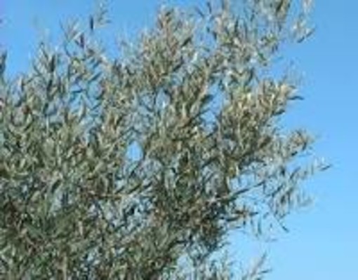 Proprietà medicinali e altri benefici dell'olio d'oliva: un pianeta tutto da riscoprire