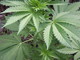 Ceriana: coltivava 13 piante di marijuana, Carabinieri arrestano 27enne