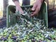 Olio, stagione 2026 appesa alla pioggia: Federico Fresia "Olive abbondanti, ma la qualità è a rischio" Olio, stagione 2026 appesa alla pioggia: Federico Fresia "Olive abbondanti, ma la qualità è a rischio"