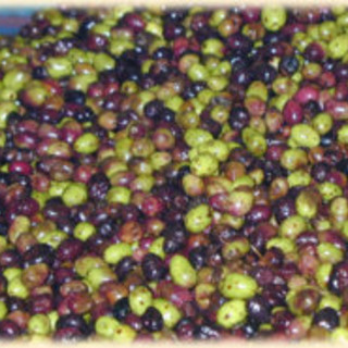 Prezzo delle olive Dop: la Cia  non accetta la decisione del Consorzio