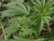 Sanremo: goliardata in piazza Colombo, anche una piantina di marijuana nel 'restyling' Sanremo: goliardata in piazza Colombo, anche una piantina di marijuana nel 'restyling'