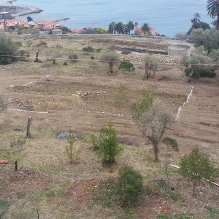 Imperia: il liceo scientifico Vieusseux si aggiudica un bando da 30mila euro che darà nuova vita all'oliveto sperimentale in zona Garbella