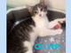 Arma di Taggia: il bellissimo gattino Oliver cerca casa