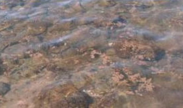 Ventimiglia: cessa l'allarme per l’alga Ostreopsis ovata in mare, i chiarimenti del sindaco di Bordighera