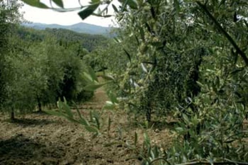 Taggia: olivi minacciati dagli storni, entro il 31 gennaio le domande per i danni subiti dalle colture