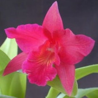 Cervo: sabato e domenica prossimi un banchetto per l'iniziativa Orchidea Unicef con la Fidas e la Protezione Civile