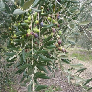 Domenica delle Palme: Papa Francesco benedirà le olive di Prelà, l'orgoglio del piccolo centro imperiese