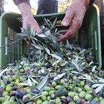 Olio, stagione 2026 appesa alla pioggia: Federico Fresia "Olive abbondanti, ma la qualità è a rischio"