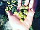 Settore olivicolo, Coldiretti: “Nel 2022 ottima qualità ma poco più del 50% di potenziale produzione”