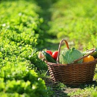 Laboratorio Famiglia "Orticando": clima di condivisione e gioia all'assemblea di giovedì Laboratorio Famiglia "Orticando": clima di condivisione e gioia all'assemblea di giovedì