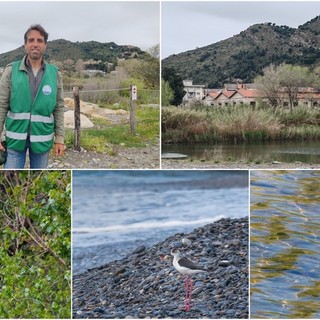 Birdwatching di primavera, tante e rare specie di uccelli migratori all'Oasi del Nervia (Foto e video)