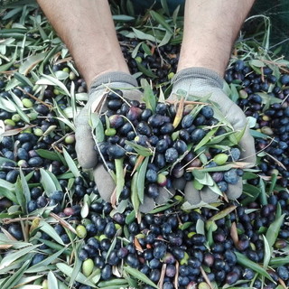 Taggia: a ‘Meditaggiasca &amp; Expo Valle Argentina Armea’ anche Confartigianato Imperia con stand informativo e incontri