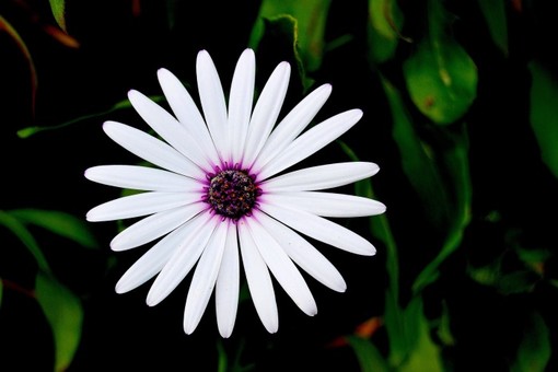 Ventimiglia: Carmela Rosalba Copelli vince l'edizione 2015 del concorso fotografico 'Obiettivo Hanbury' Ventimiglia: Carmela Rosalba Copelli vince l'edizione 2015 del concorso fotografico 'Obiettivo Hanbury'
