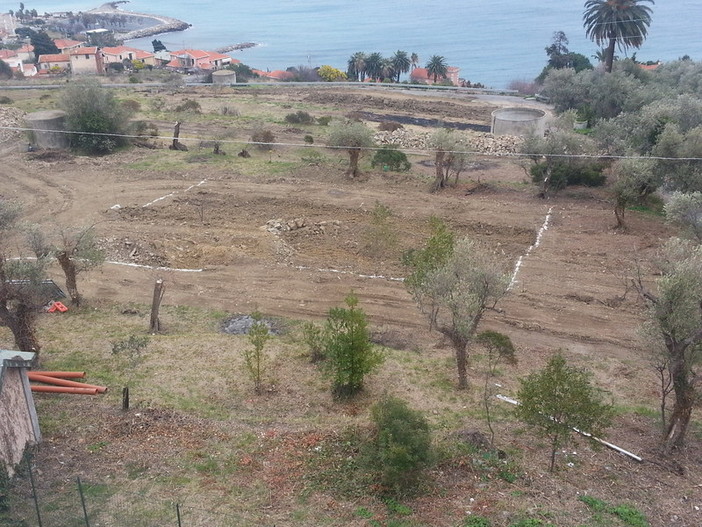 Imperia: il liceo scientifico Vieusseux si aggiudica un bando da 30mila euro che darà nuova vita all'oliveto sperimentale in zona Garbella