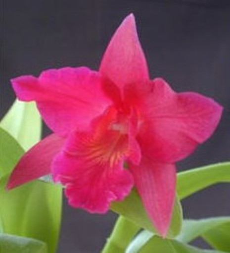 Cervo: sabato e domenica prossimi un banchetto per l'iniziativa Orchidea Unicef con la Fidas e la Protezione Civile Cervo: sabato e domenica prossimi un banchetto per l'iniziativa Orchidea Unicef con la Fidas e la Protezione Civile