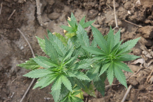 Ventimiglia: coinvolto in un incidente è positivo alla cannabis, la Polizia perquisisce la casa e trova la droga