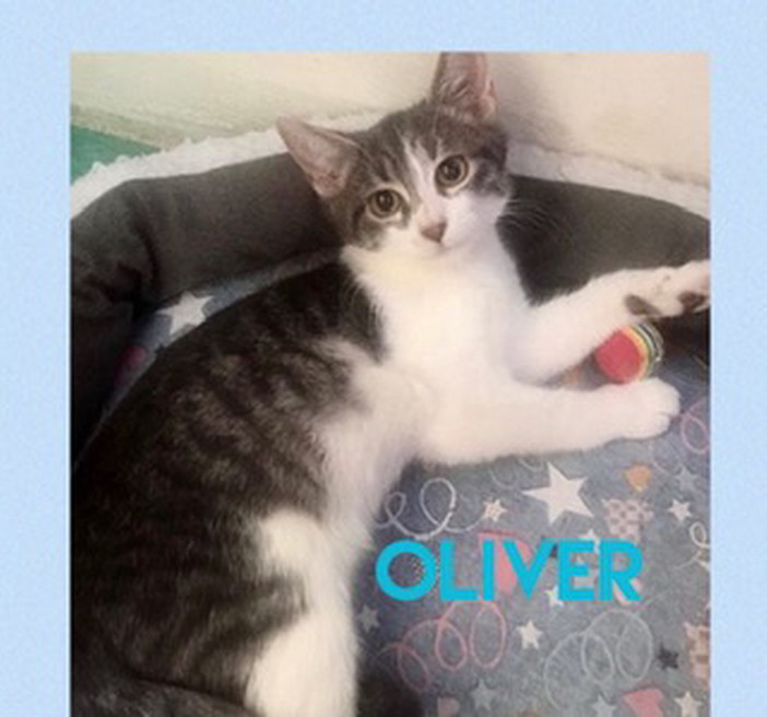 Arma di Taggia: il bellissimo gattino Oliver cerca casa
