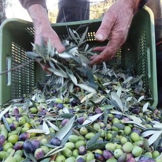Olio, stagione 2026 appesa alla pioggia: Federico Fresia "Olive abbondanti, ma la qualità è a rischio"