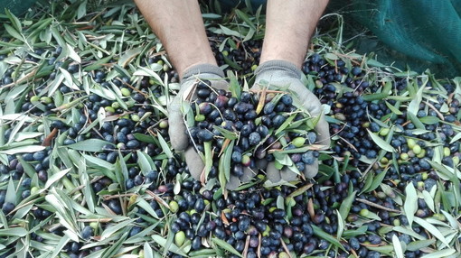 Taggia: a ‘Meditaggiasca & Expo Valle Argentina Armea’ anche Confartigianato Imperia con stand informativo e incontri Taggia: a ‘Meditaggiasca & Expo Valle Argentina Armea’ anche Confartigianato Imperia con stand informativo e incontri