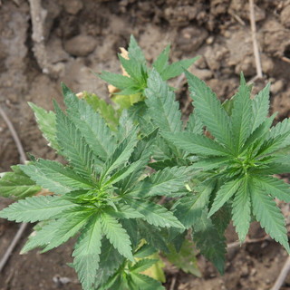 Ventimiglia: coinvolto in un incidente è positivo alla cannabis, la Polizia perquisisce la casa e trova la droga Ventimiglia: coinvolto in un incidente è positivo alla cannabis, la Polizia perquisisce la casa e trova la droga