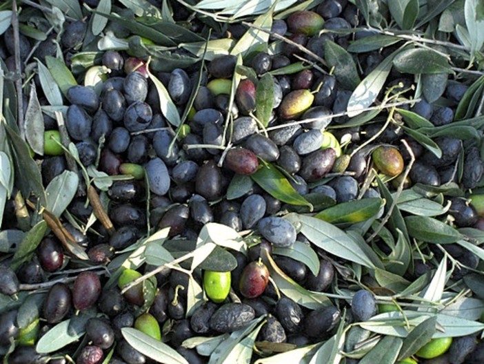 'Querelle' tra Taggia e Seborga sull'origine dell'oliva taggiasca, le dettagliate spiegazioni di uno studente