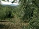Coronavirus: l’anno difficile dell’olivicoltura ligure non sembra avere fine, importante scegliere prodotti del territorio