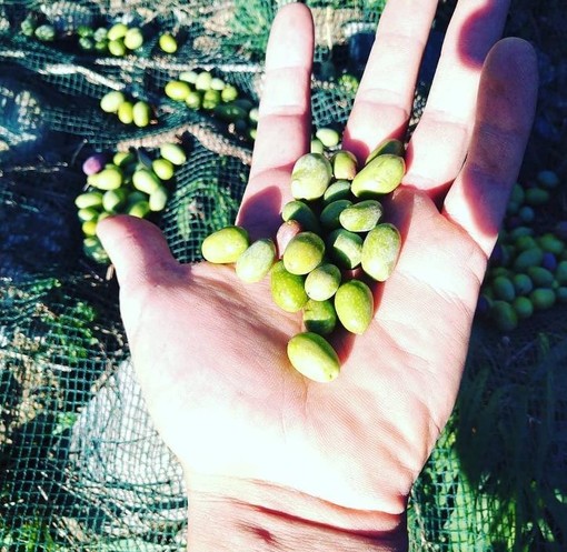 Settore olivicolo, Coldiretti: “Nel 2022 ottima qualità ma poco più del 50% di potenziale produzione”